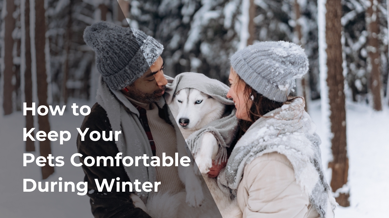 New blog post - how to keep your pets comfortable during winter