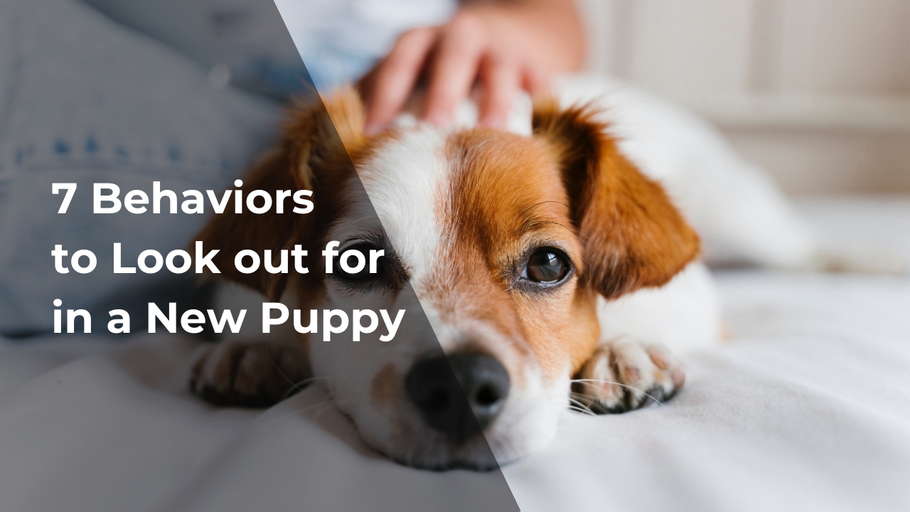 New blog post - 7 behaviors to look out for in a new puppy